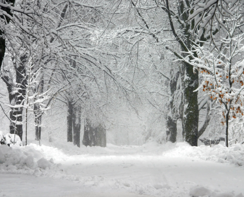 Front view of road covered in snow flanked by trees